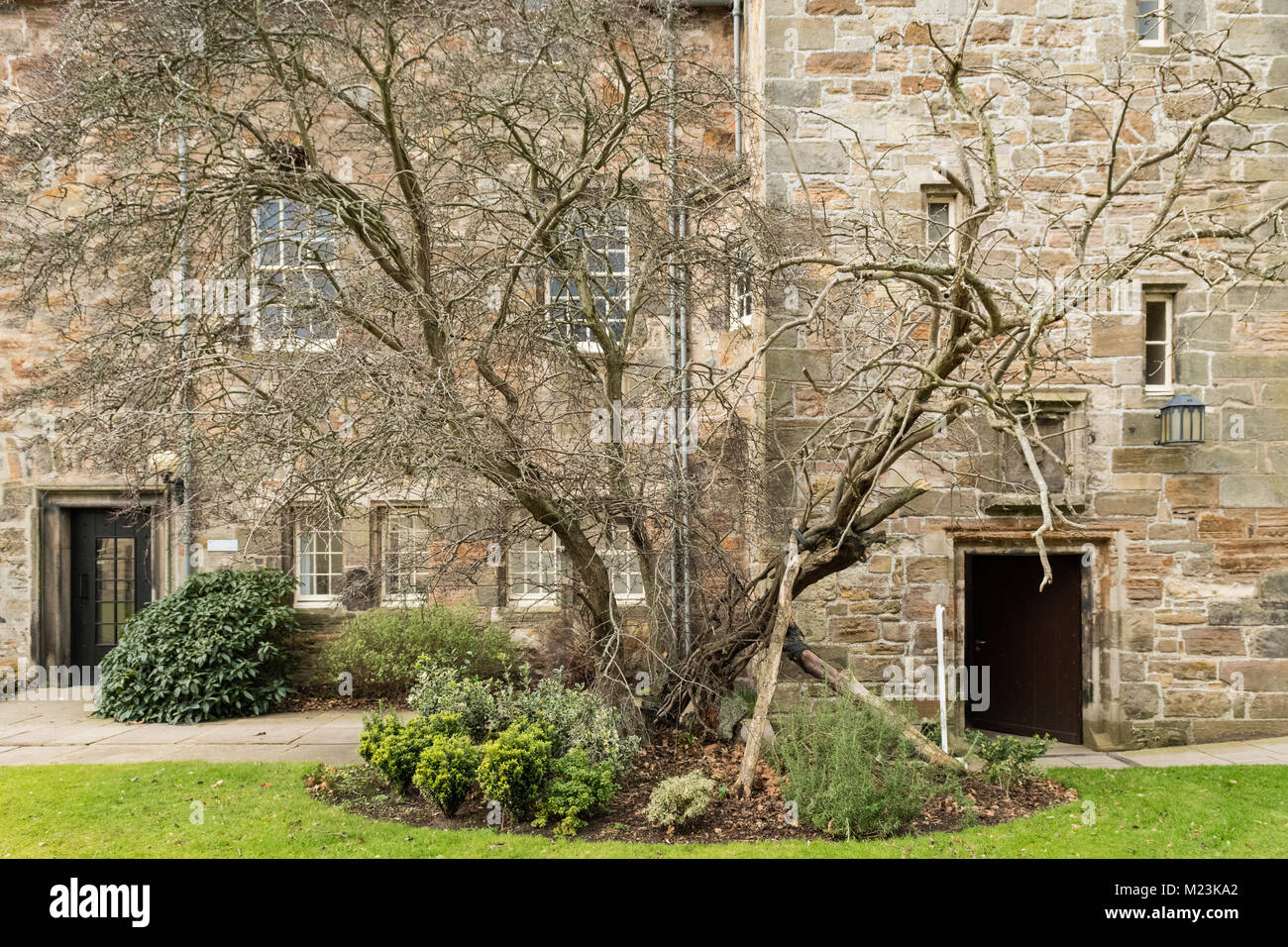 100 Heritage Trees Of Scotland Hi res Stock Photography And Images Alamy 100-heritage-trees-of-scotland-hi-res-stock-photography-and-images-alamy