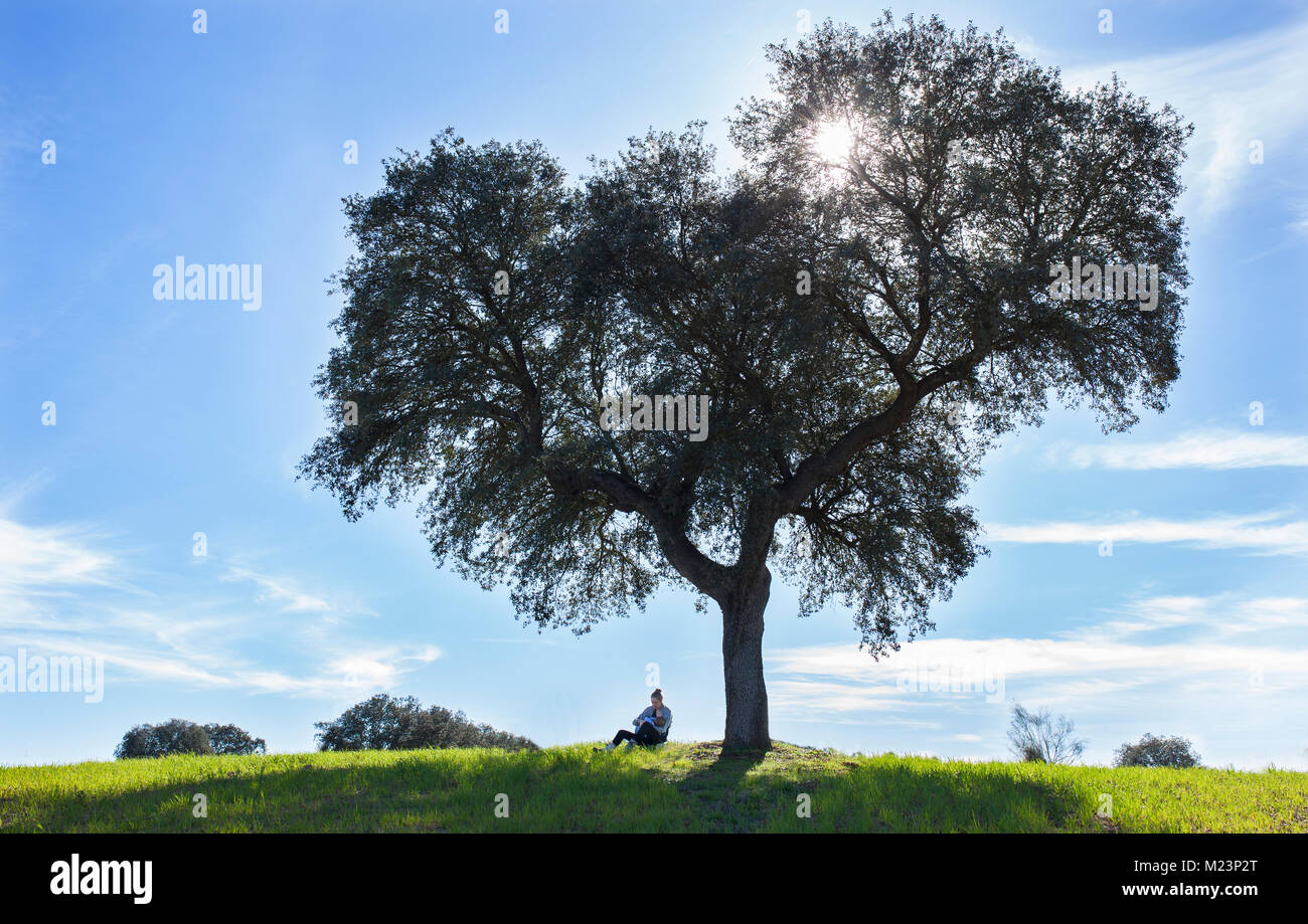 Mother breastfeeding toddler boy under tree of life. Extended breastfeeding in nature concept Stock Photo