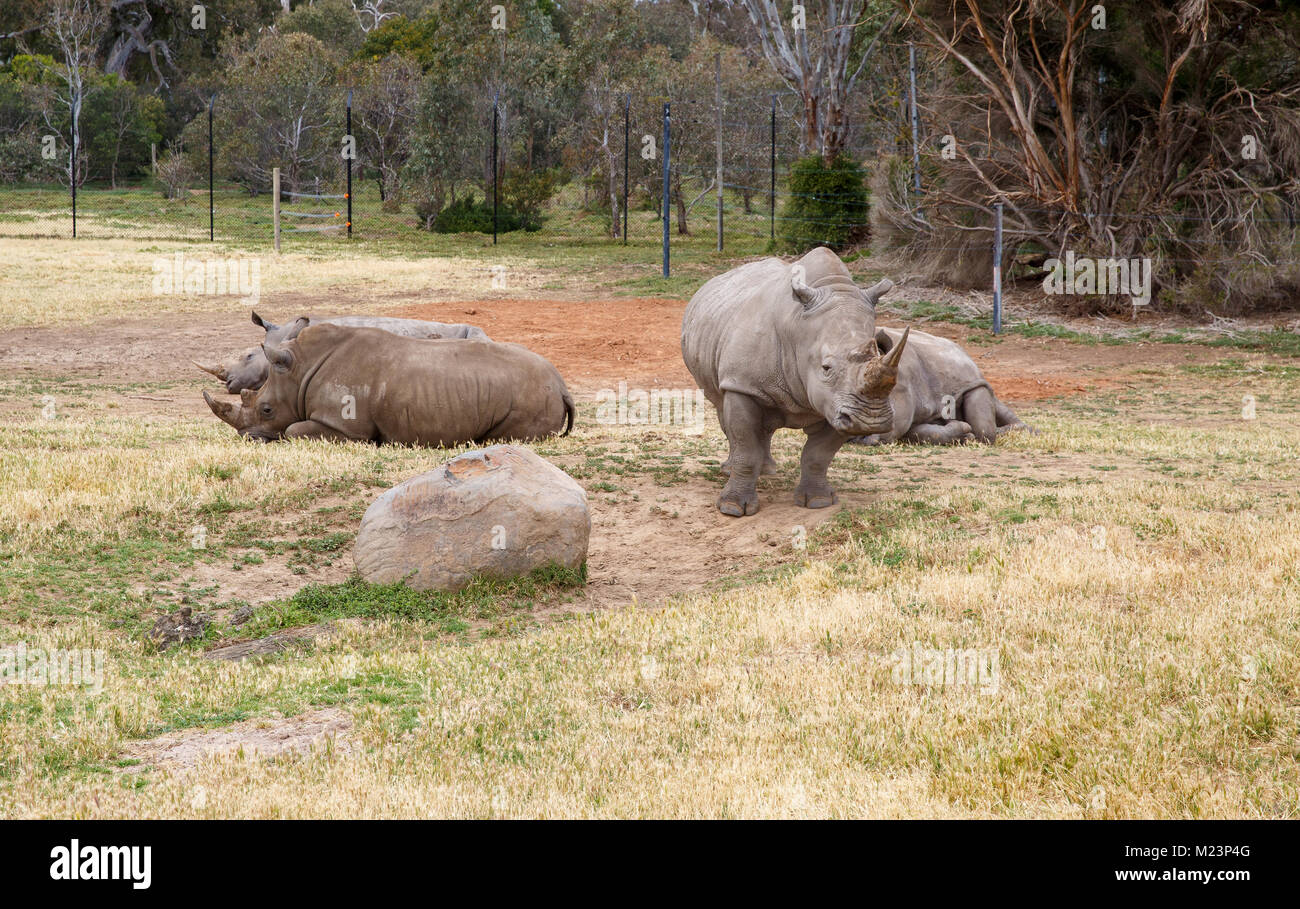 Rhinos at Werribee Open Range Zoo Stock Photo