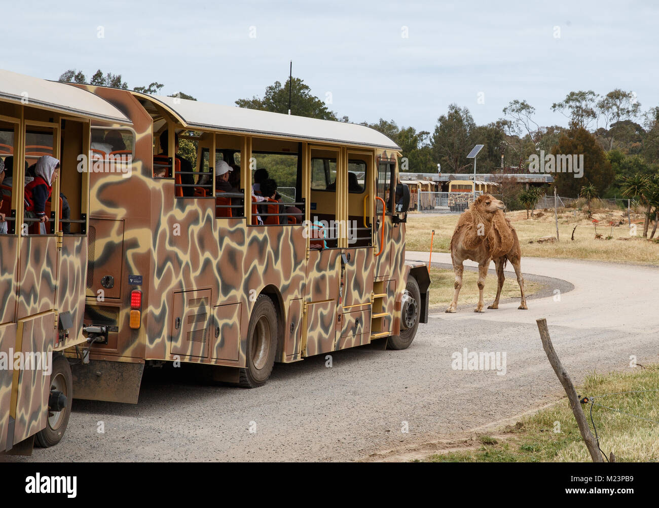 werribee safari bus
