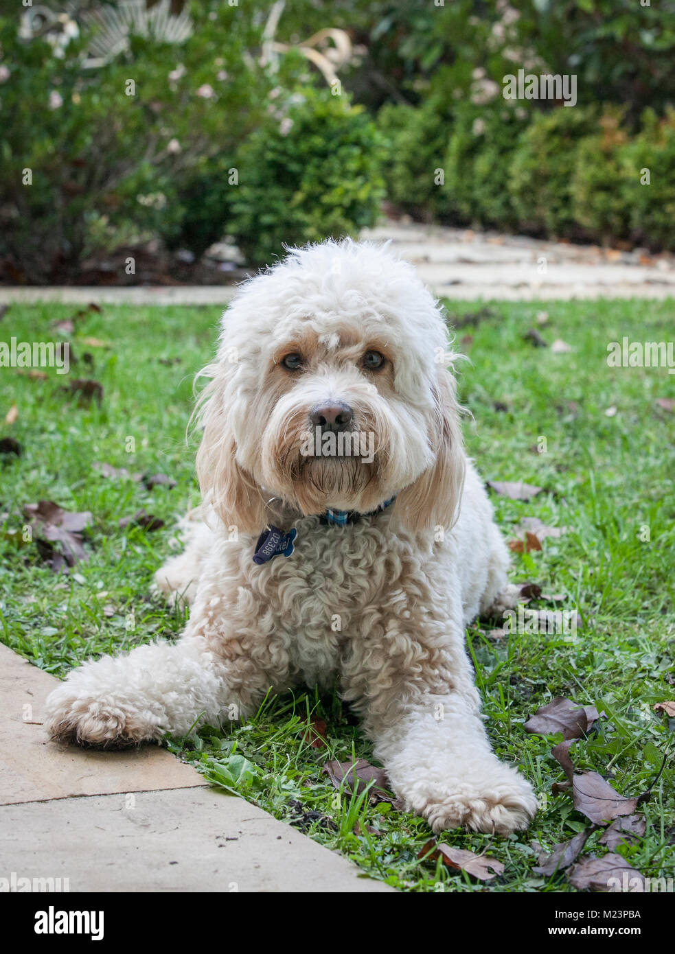 Spoodle puppy Stock Photo - Alamy