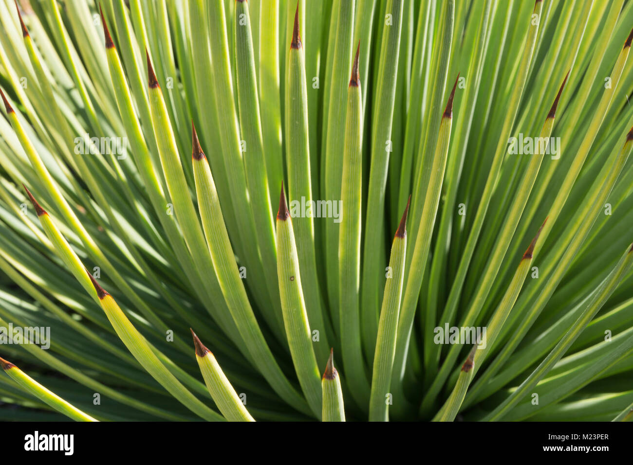 From a weekend visit to the botanical garden, macro shots of cacti, succulents, and euphorbias. Stock Photo