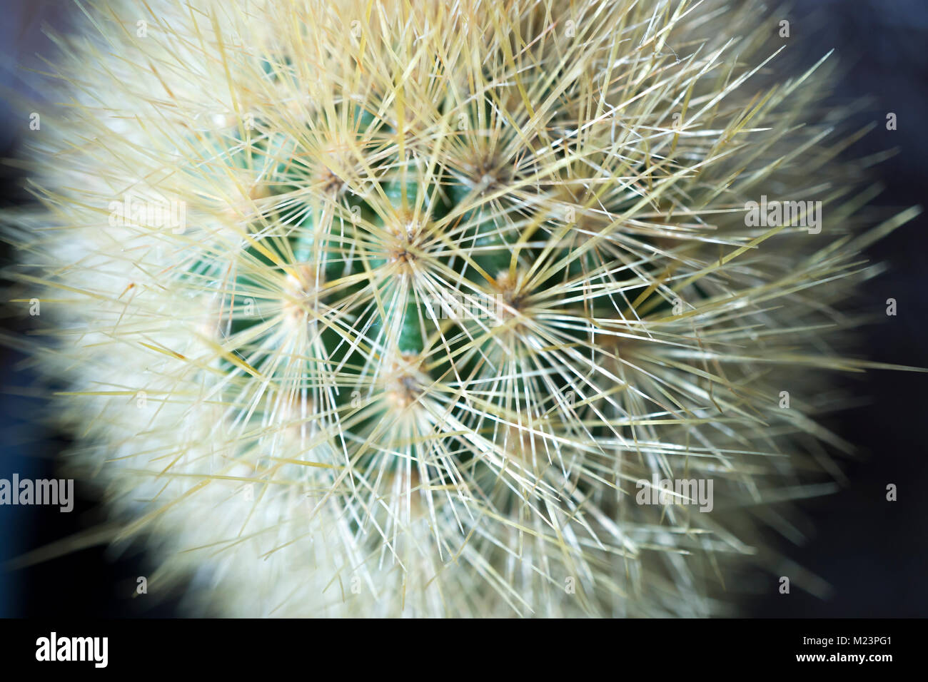 Macro shot from a cacti greenhouse, the light, dense spines of a Haageocereus sp. of cactus from Peru. Stock Photo