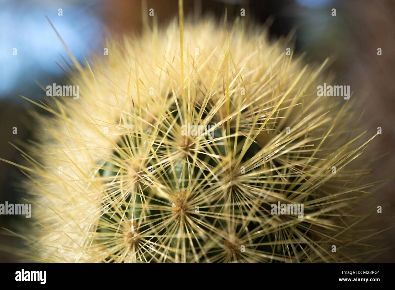 Macro shot from a cacti greenhouse, the light, dense spines of a Haageocereus sp. of cactus from Peru. Stock Photo