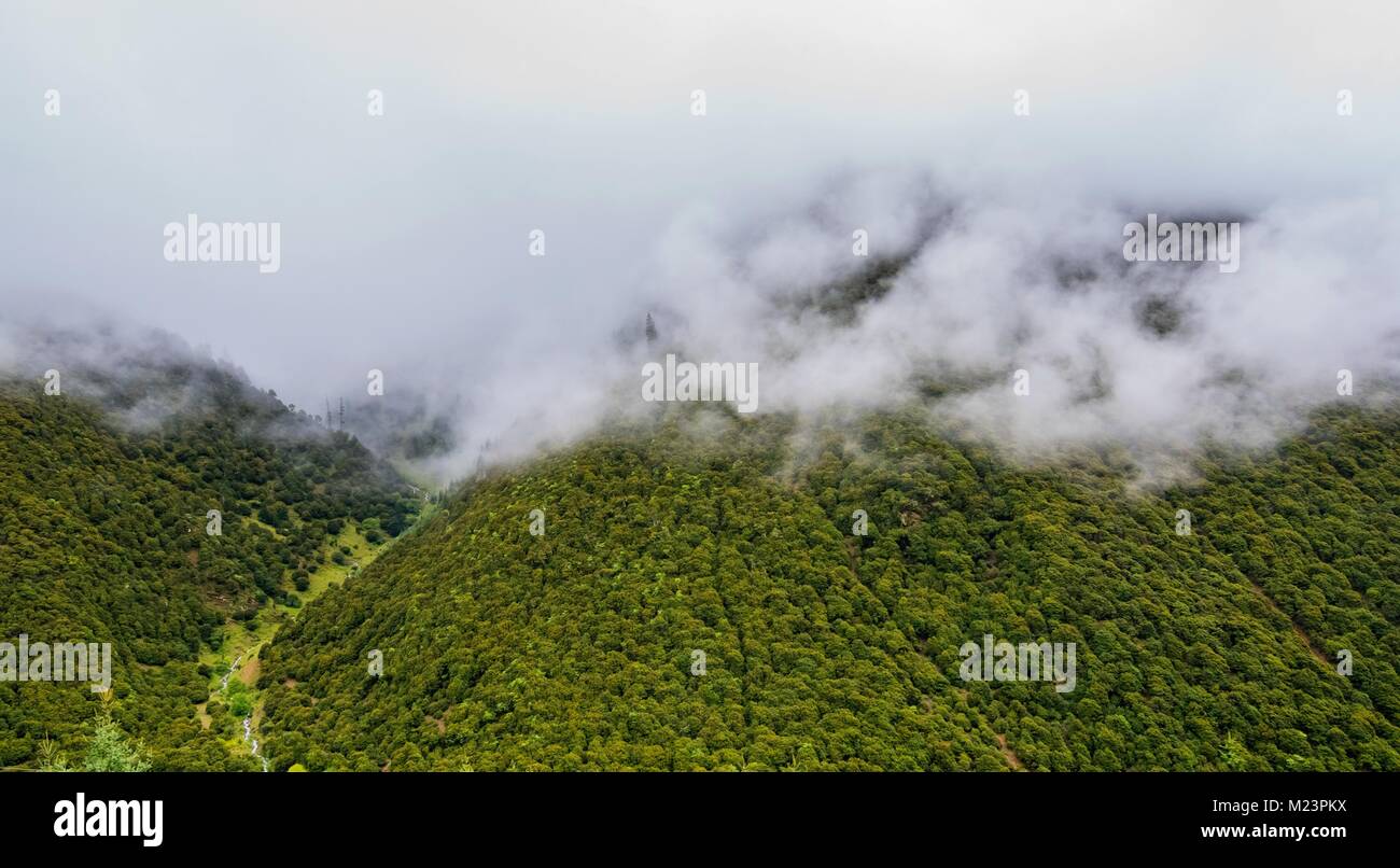 The mountain slope in lying cloud with the evergreen conifers shrouded ...