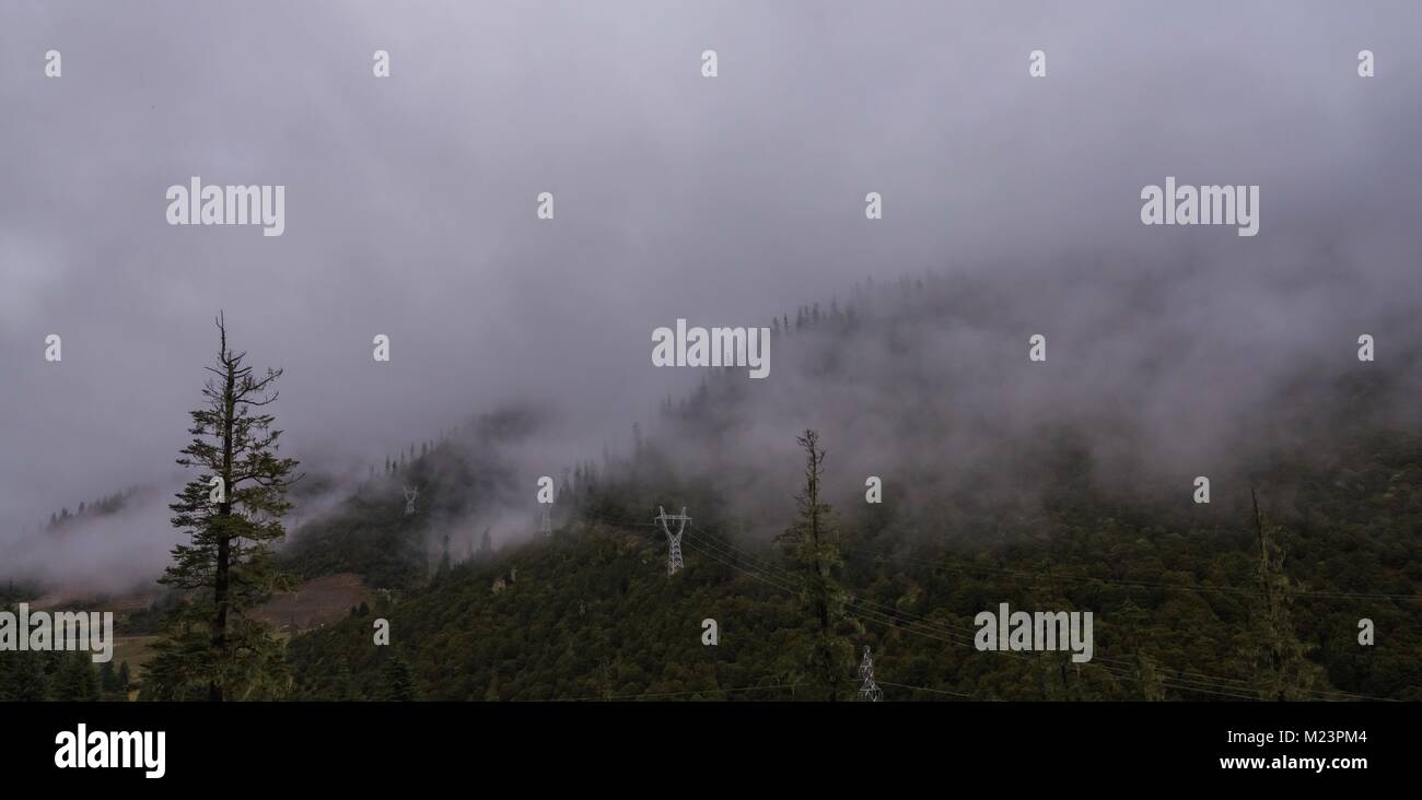 Landscape with fog among pine trees in mountain forest Stock Photo - Alamy