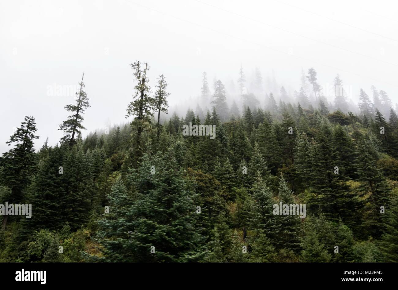 Landscape with fog among pine trees in mountain forest Stock Photo - Alamy