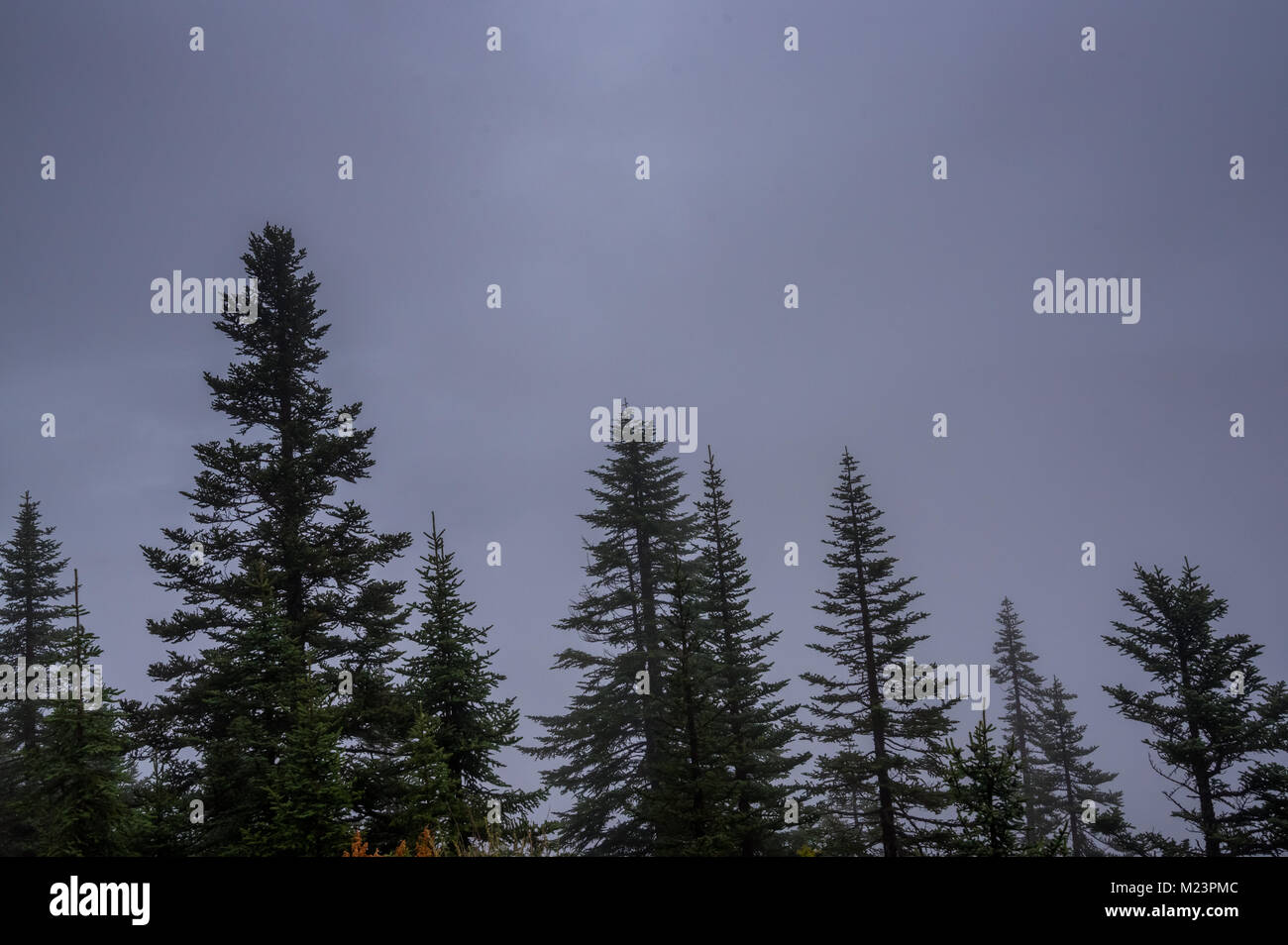 Landscape with fog among pine trees in mountain forest Stock Photo - Alamy