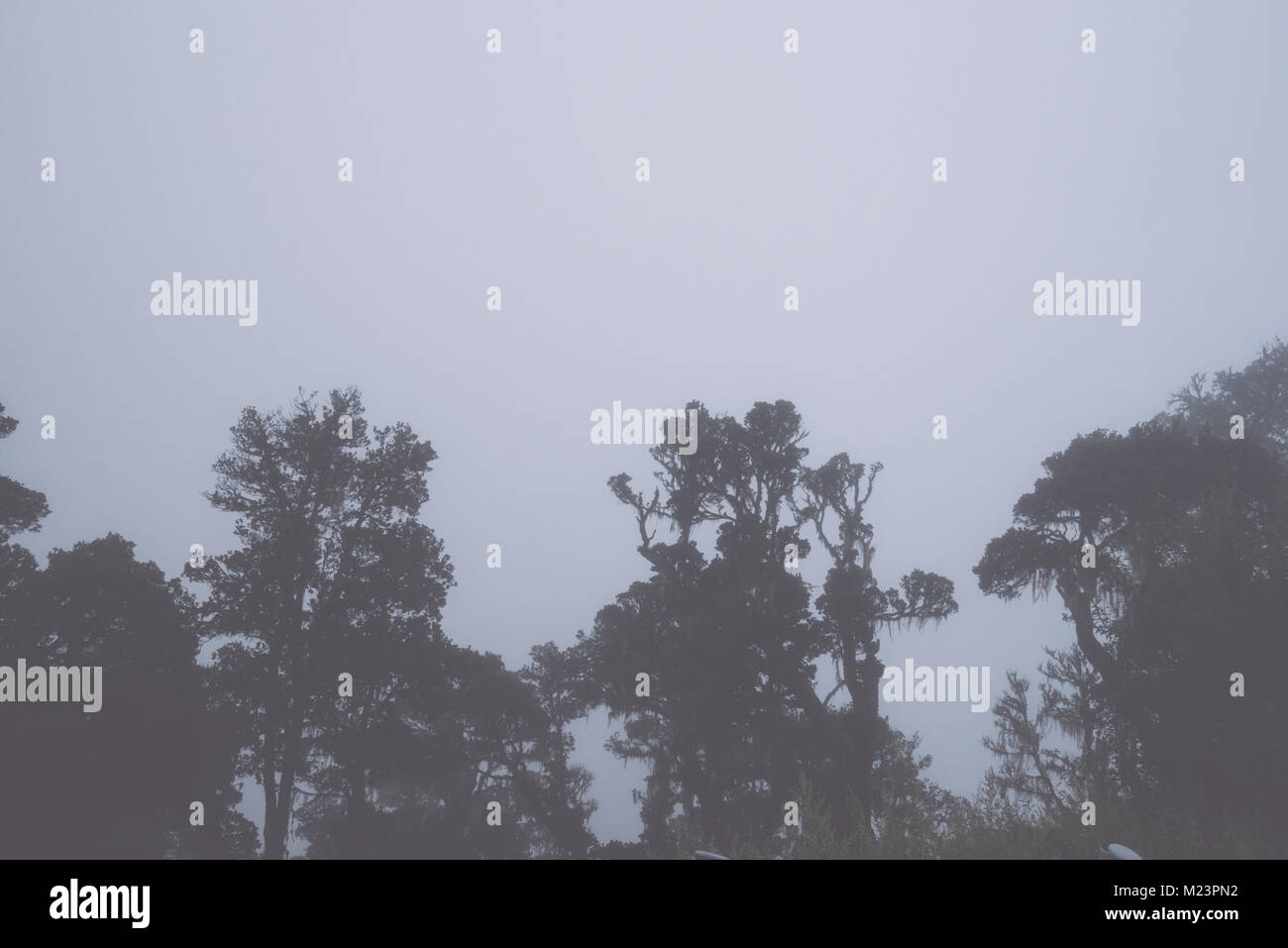 Landscape with fog among pine trees in mountain forest Stock Photo - Alamy