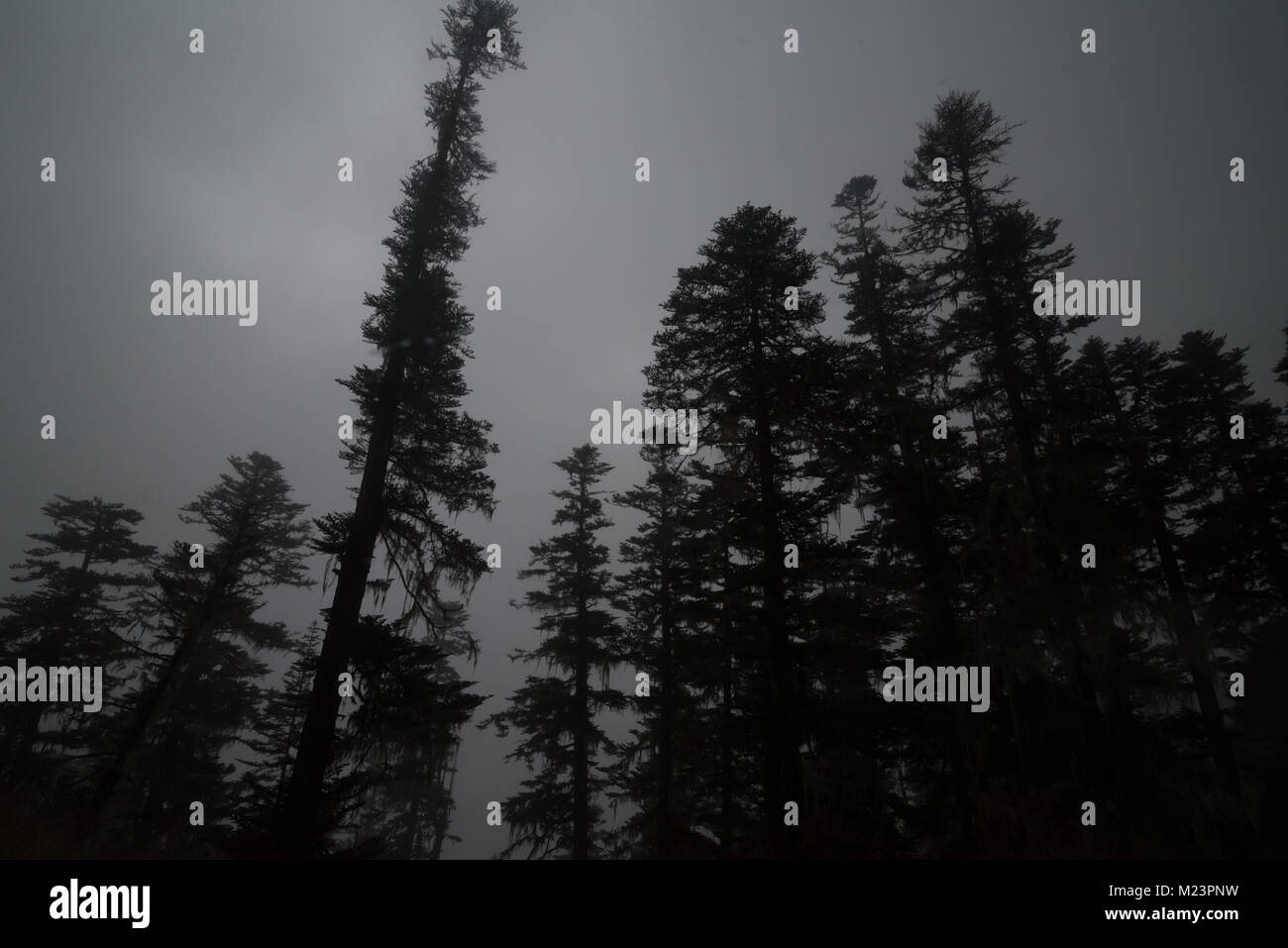 Landscape with fog among pine trees in mountain forest Stock Photo - Alamy