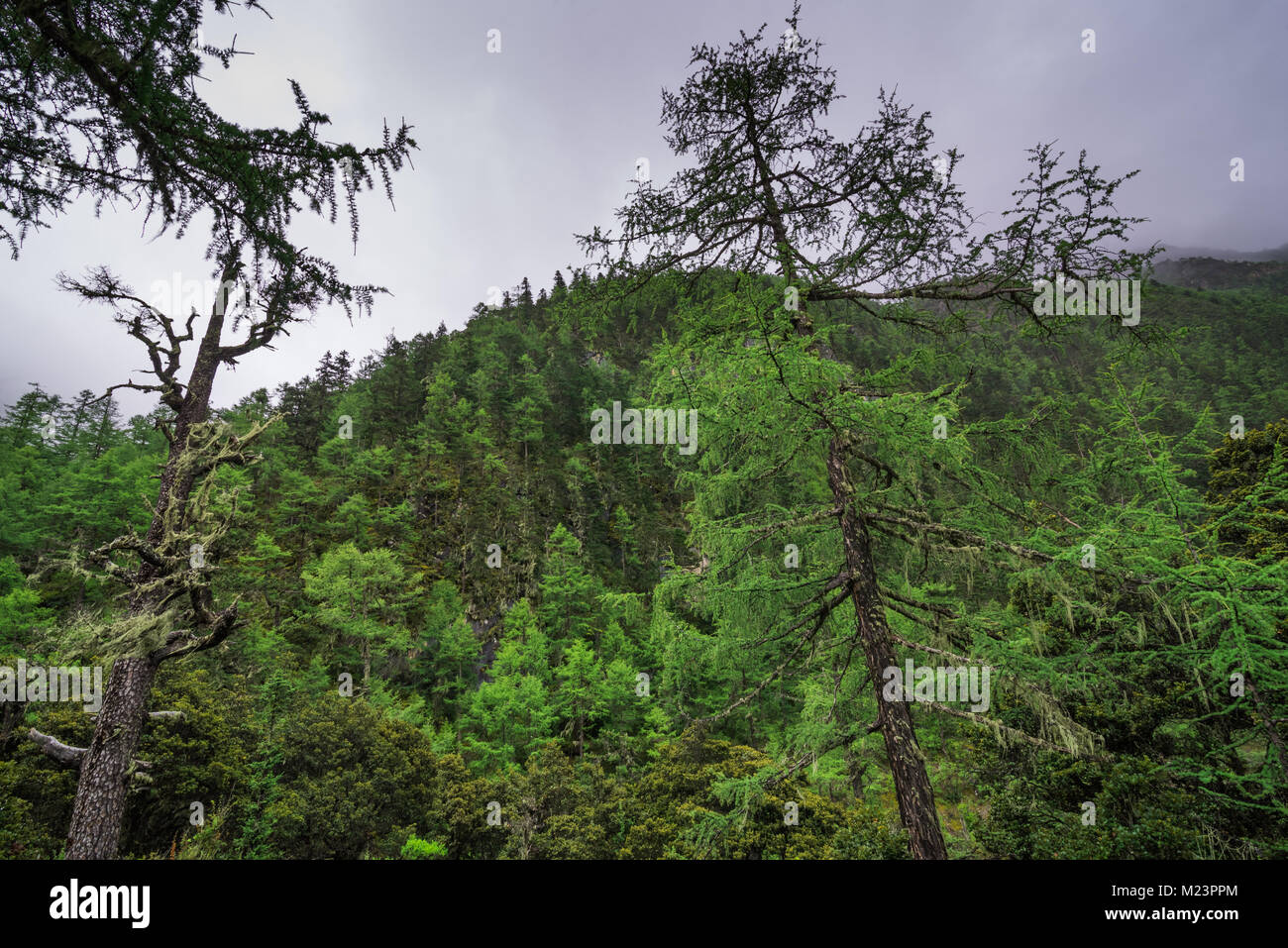 Landscape with fog among pine trees in mountain forest Stock Photo - Alamy