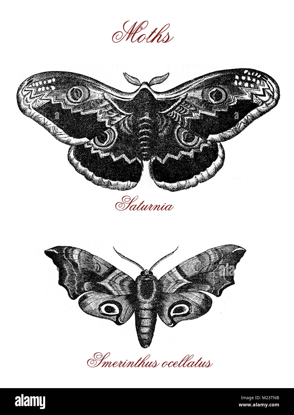 Moths: saturnia and smerinthus ocellatus, vintage engraving Stock Photo