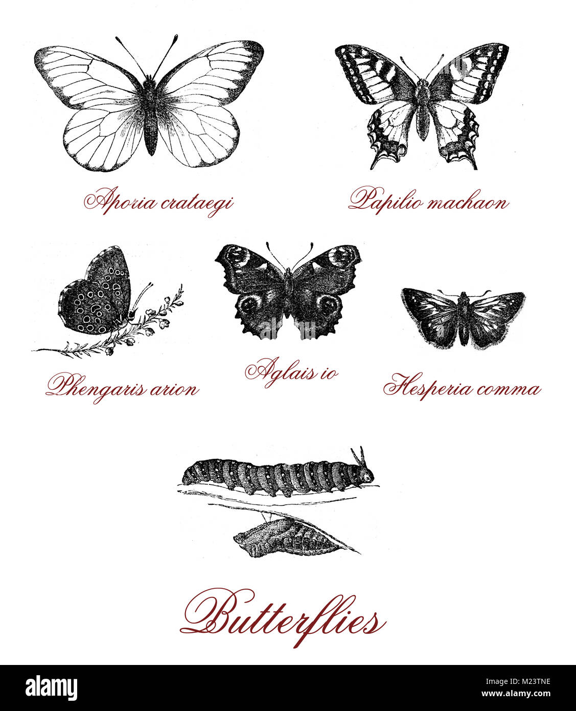 Different kind of butterfly and butterfly metamorphosis, vintage illustration Stock Photo