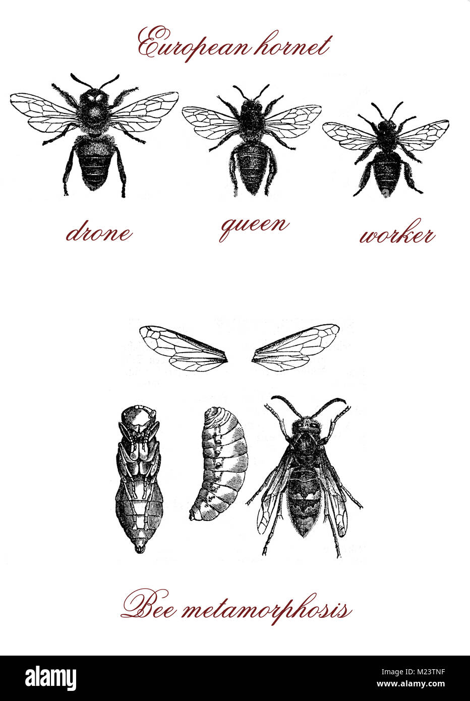 Bee, European hornet and bee metamorphosis, vintage engraving Stock Photo