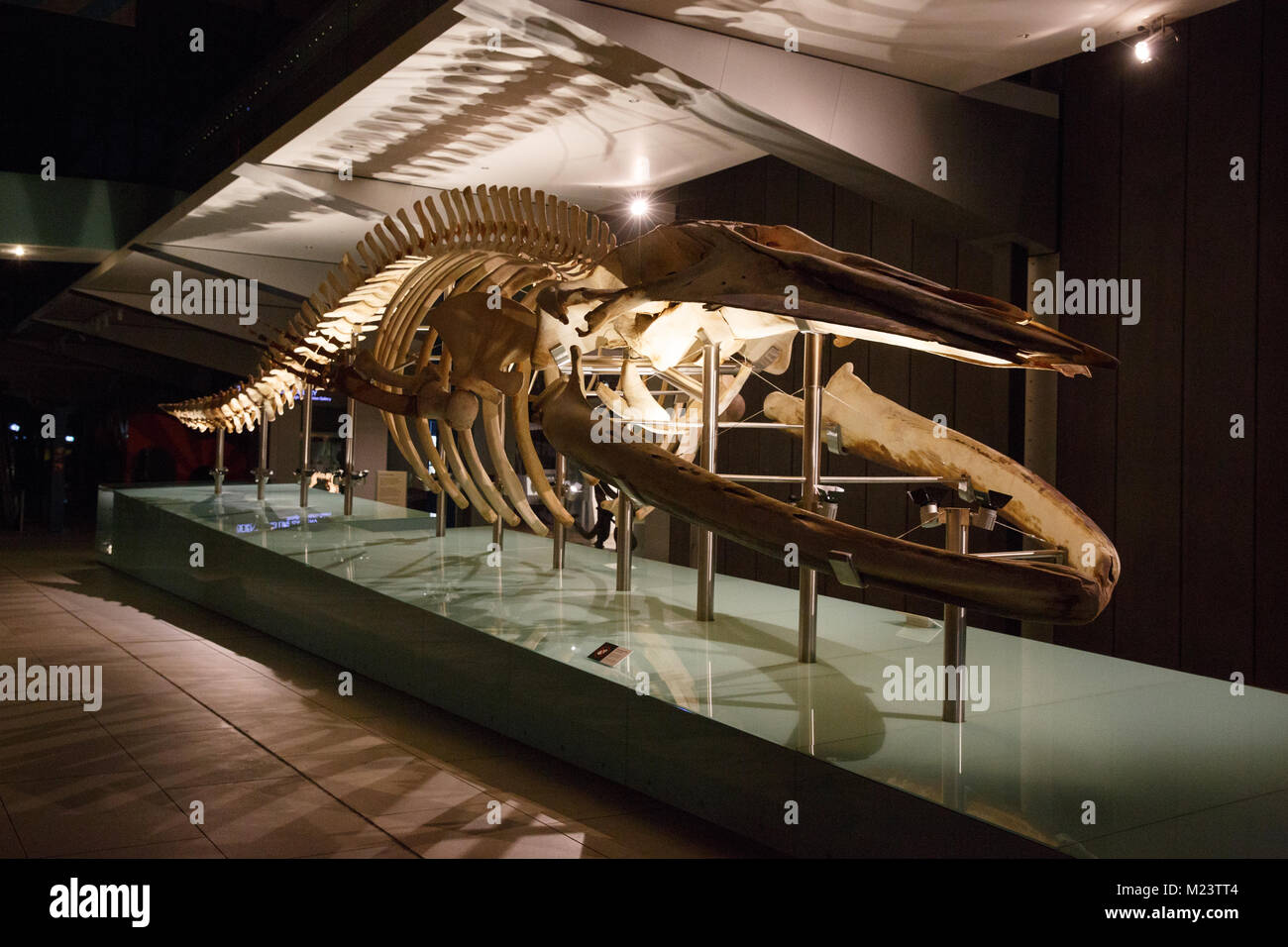 Blue whale skeleton at Melbourne Museum Stock Photo - Alamy