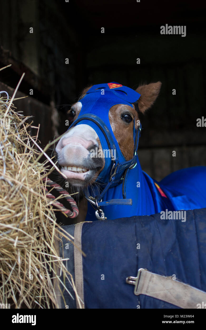 A brown and white horse/pony in a blue superman marvel outfit Stock Photo
