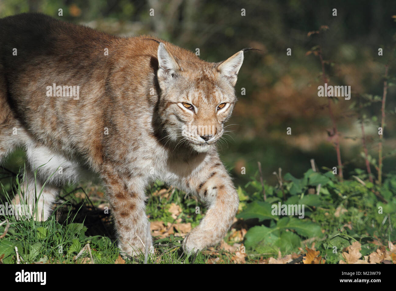 A lynx in the protected fauna of Civitella Alfedena Stock Photo