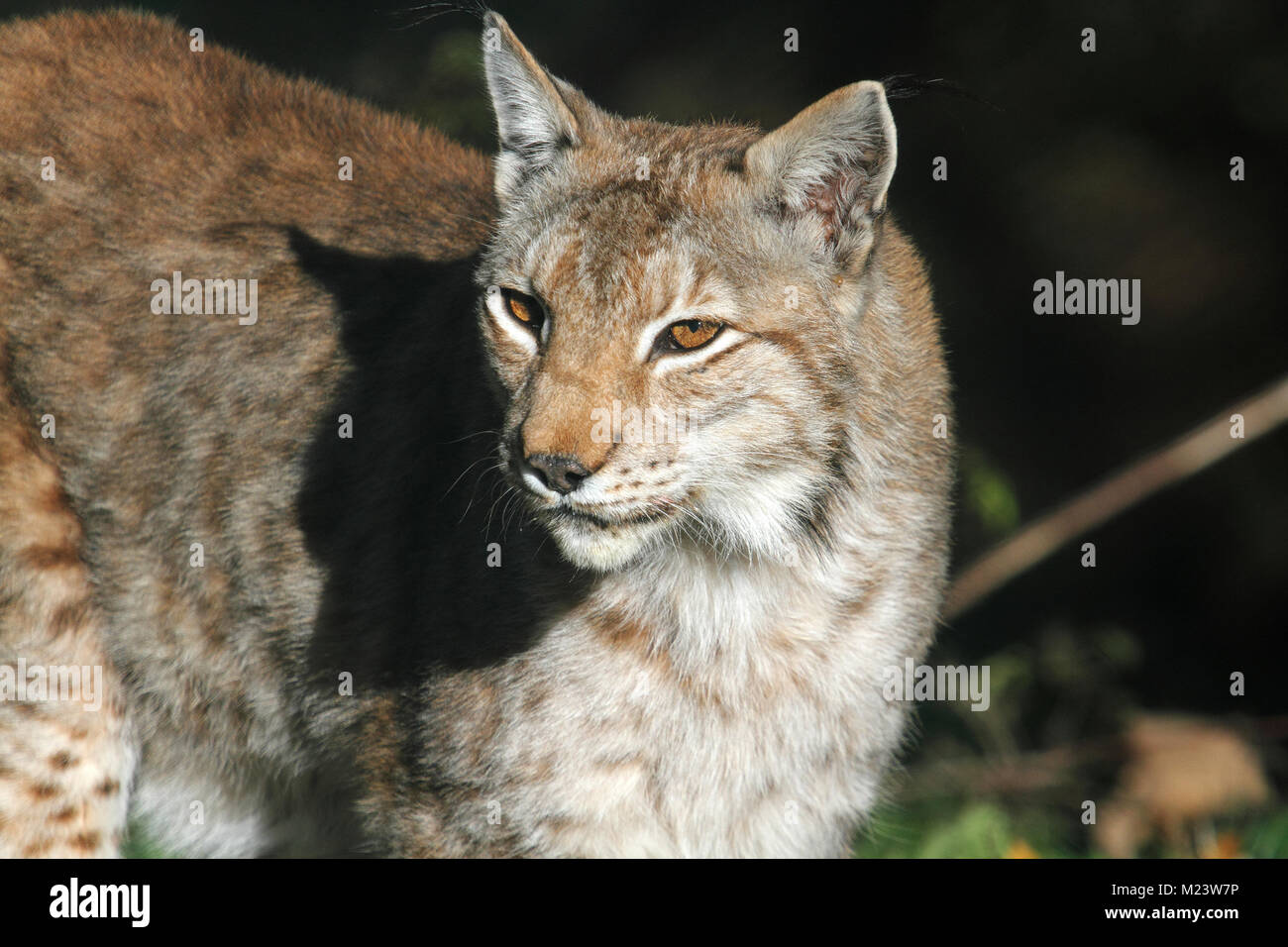 A lynx in the protected fauna of Civitella Alfedena Stock Photo