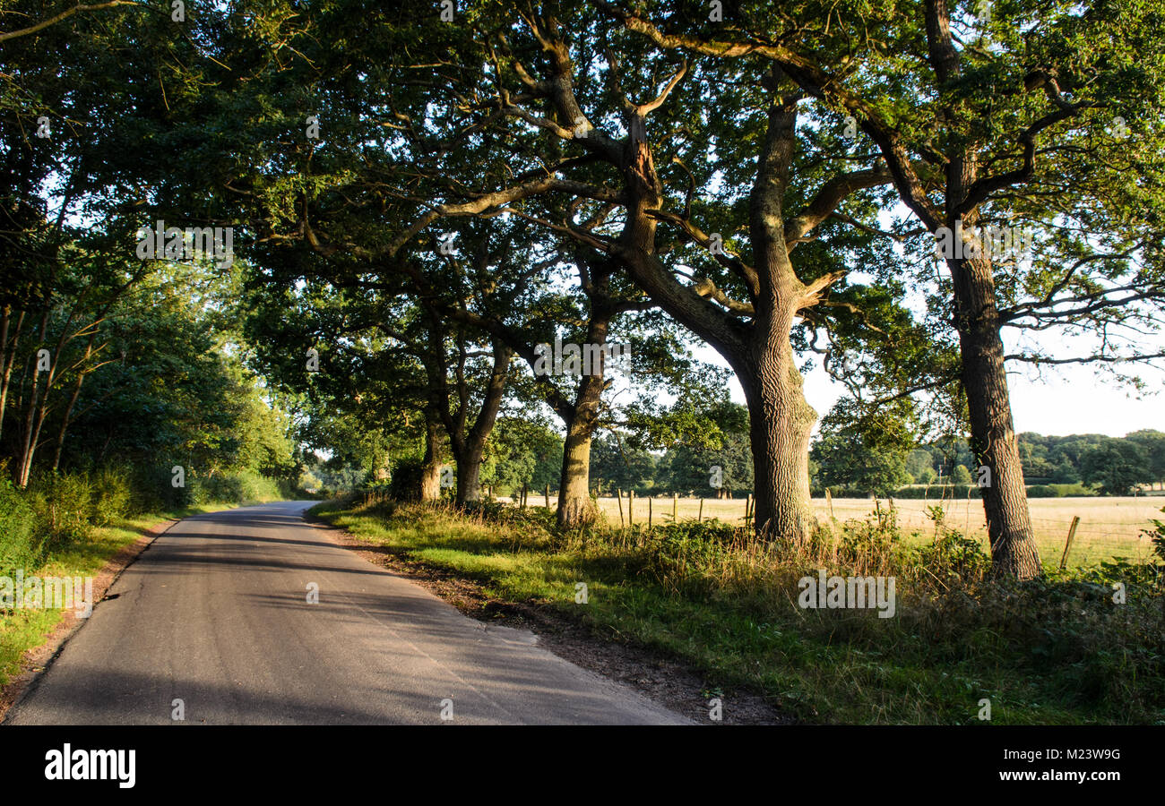 Harvey's Lane, a traditional narrow English country lane, runs through an avenue of trees beside farmland at Little Horsted near Uckfield in East Suss Stock Photo