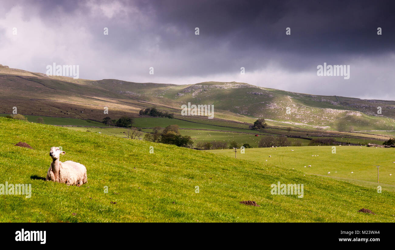 A sheep sits in the field under dark skies on a hillside in the rolling landscape of England's Yorkshire Dales National Park. Stock Photo
