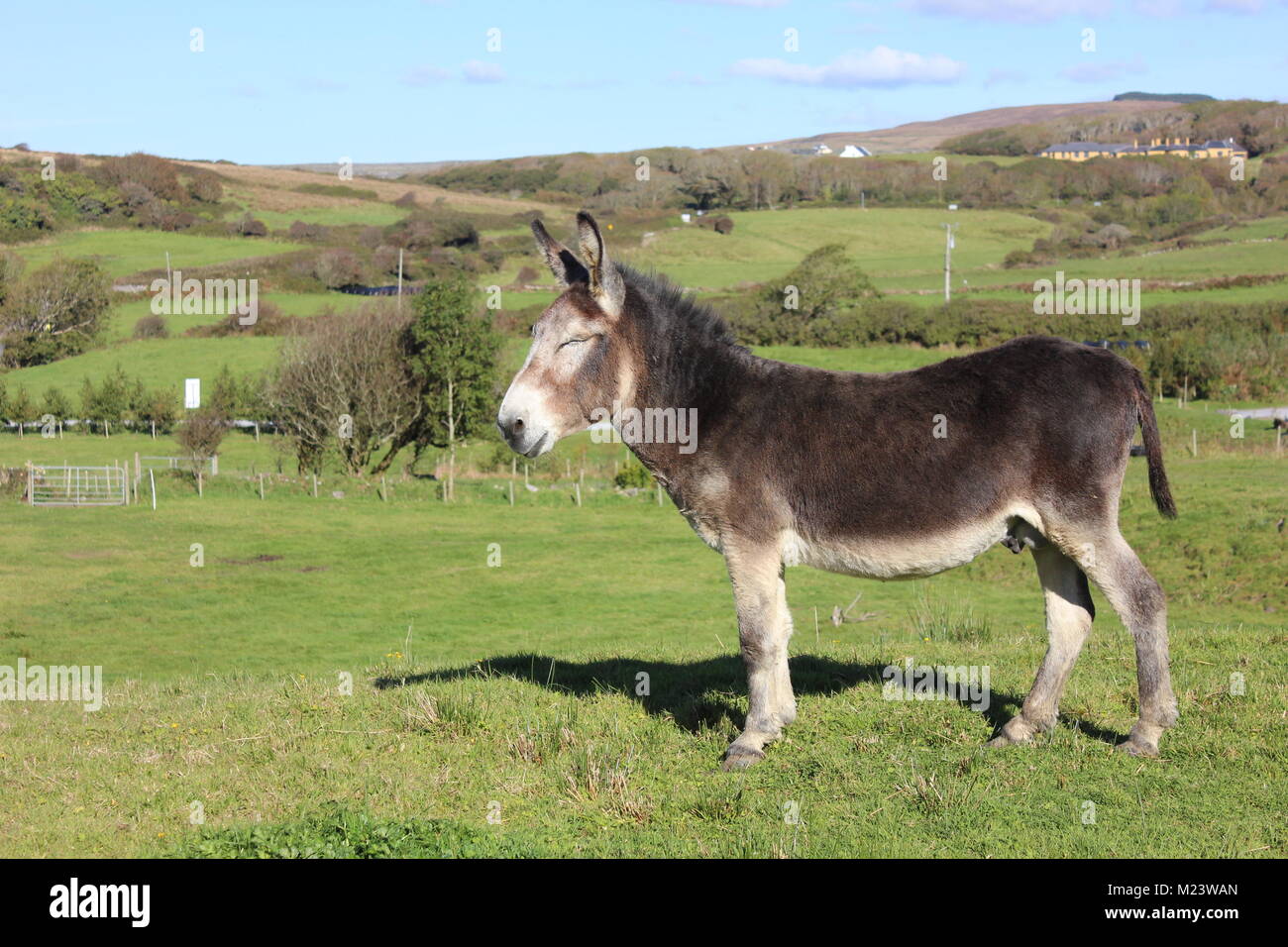 A donkey enjoying a sunny day in Doolin, Irealnd Stock Photo - Alamy