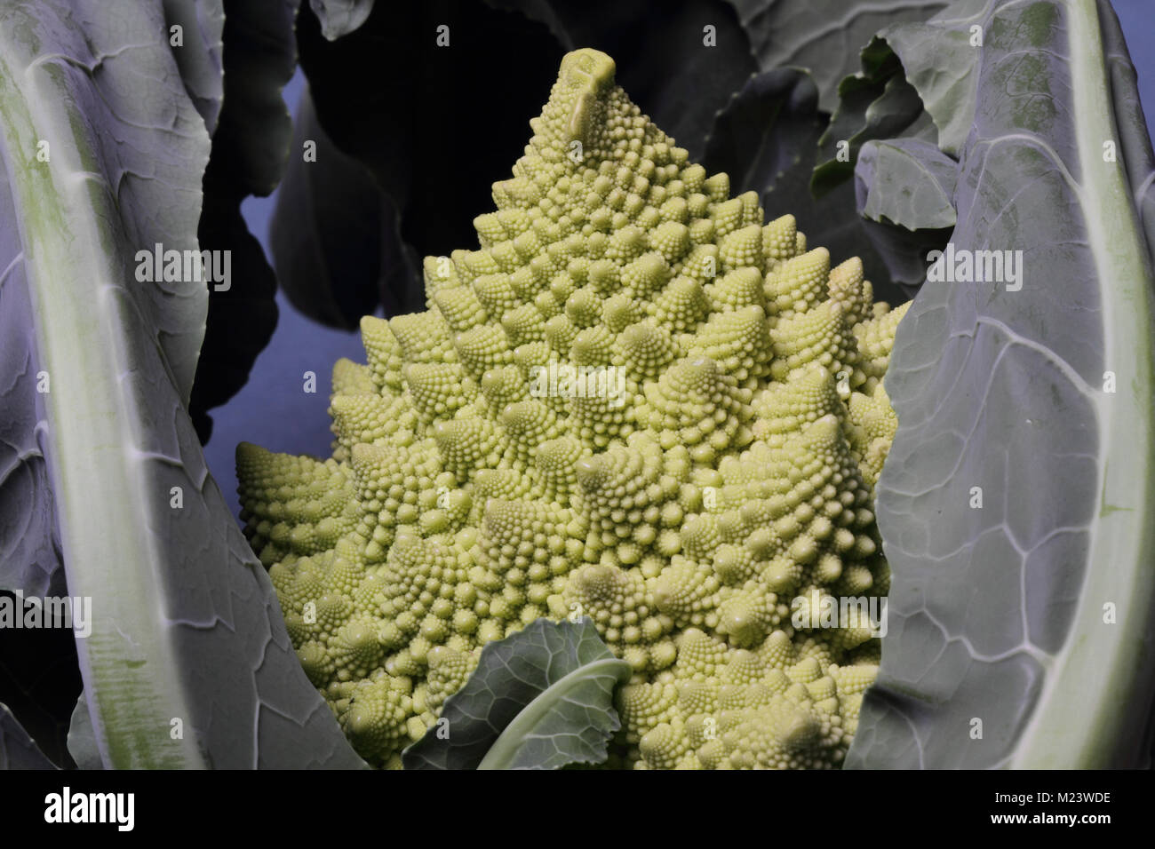 Roman cabbage hi-res stock photography and images - Alamy