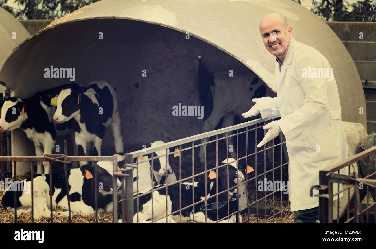 Male veterinary technician taking care of calves outdoors Stock Photo