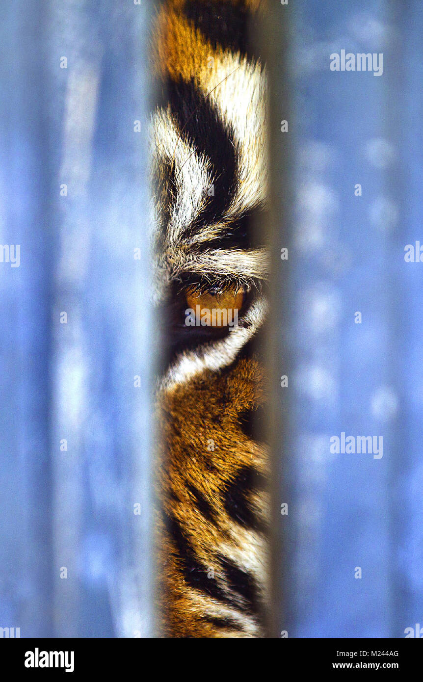 Las Vegas, Nevada, USA. 11th June, 2015. A majestic tiger with the World Famous Ringling Bros. and Barnum & Bailey Circus is seen in a mere slice through a cage in Las Vegas, Nevada. Credit: L.E. Baskow/ZUMA Wire/Alamy Live News Stock Photo