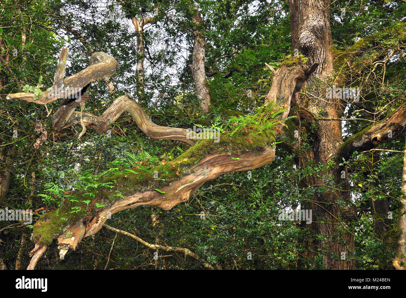 Ferns growing on a tree branch, New Forest National Park Stock Photo