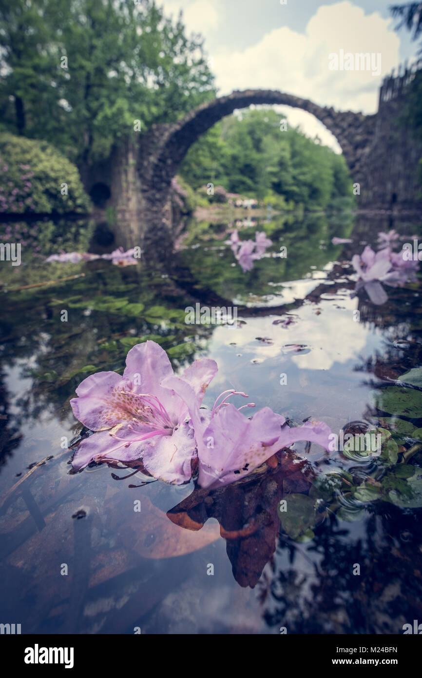 Rakotz Bridge Reflection Brandenburg Lake Tourism green flower Pink 2 Stock Photo