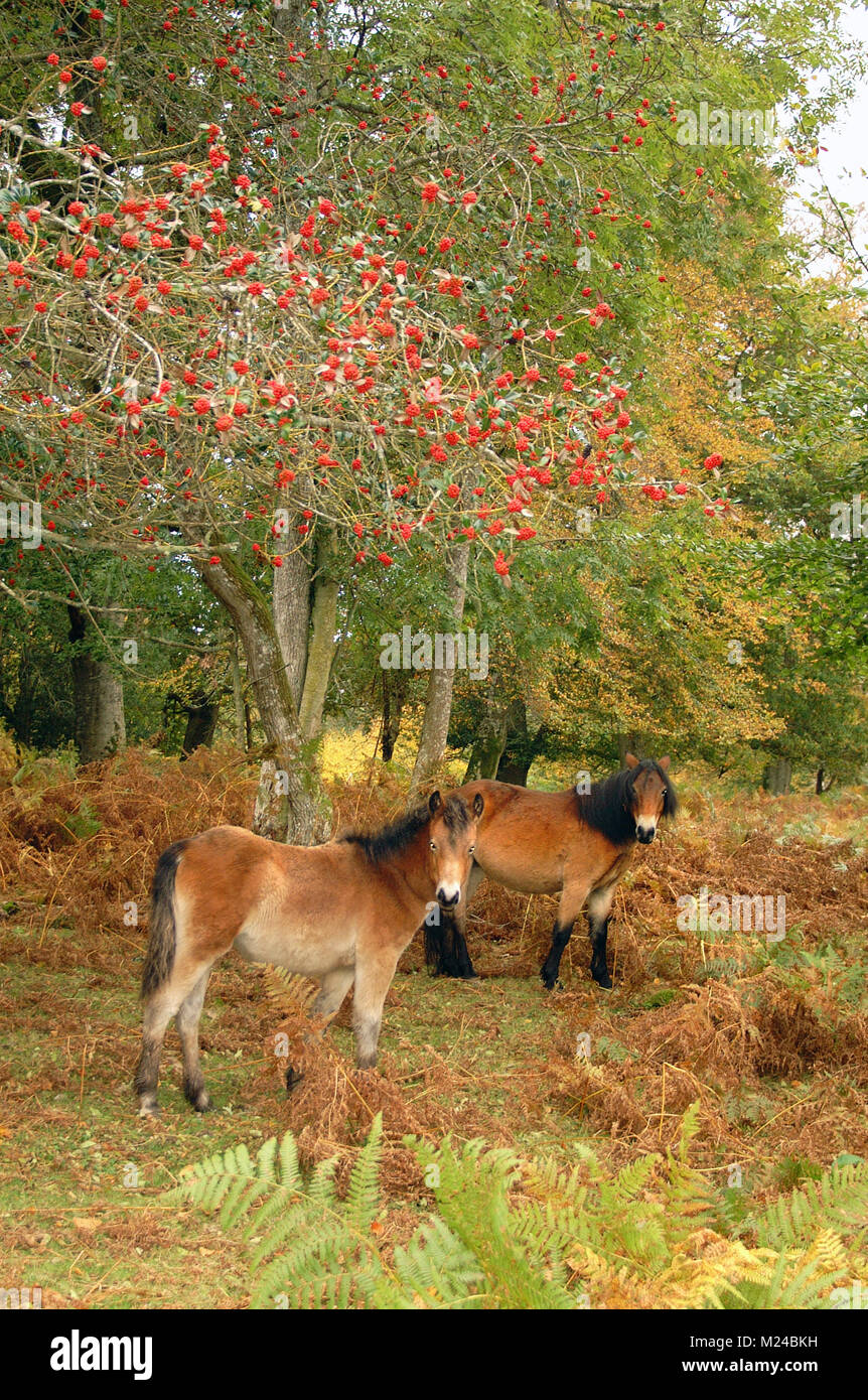 Ponies new forest england old tree hi-res stock photography and images ...