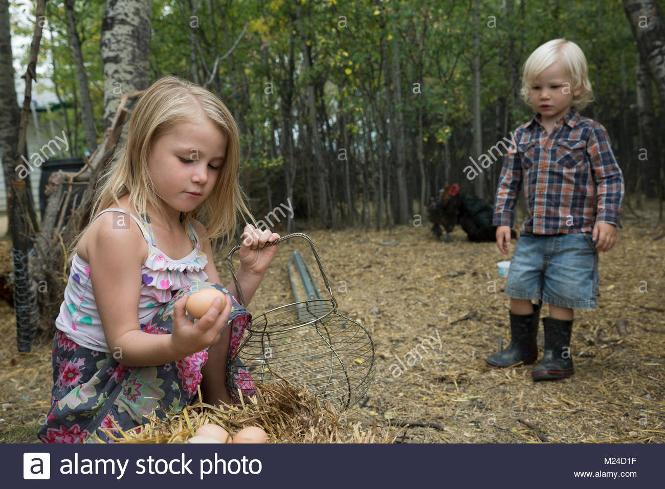 Curious, blonde brother and sister gathering fresh eggs Stock Photo