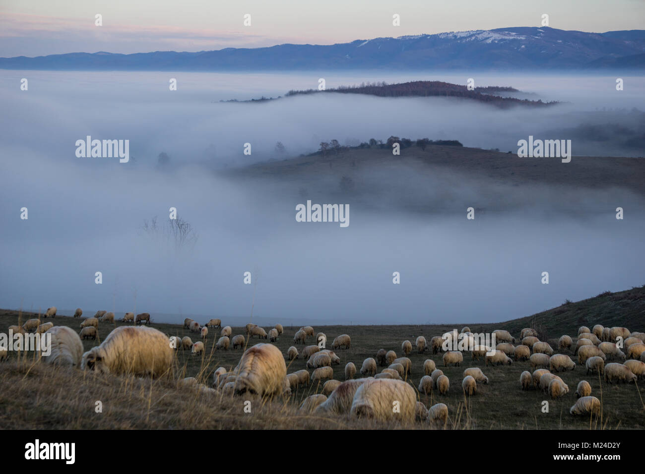 Sheep grazing on a hillside basked in the last sunshine of the day ...