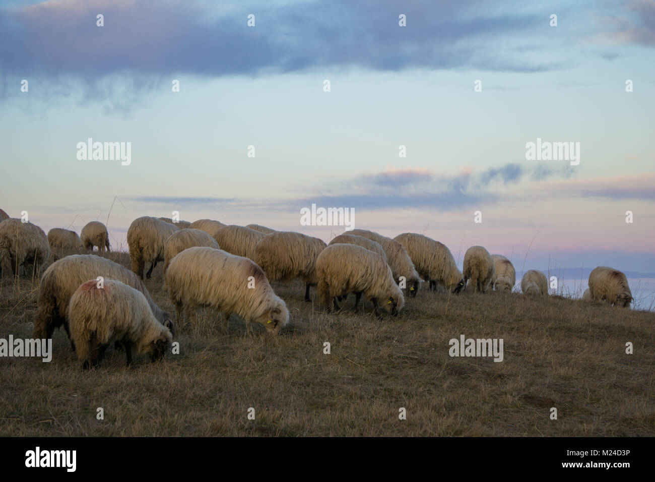 Sheep grazing on a hillside with beautiful evening sky in the ...