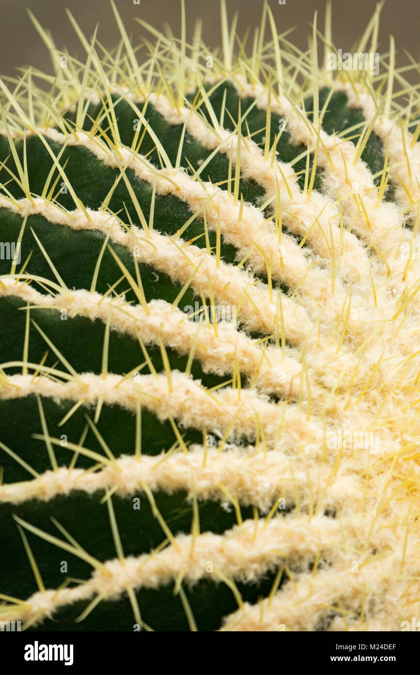 Golden Barrel Cactus Close Up Stock Photo Alamy