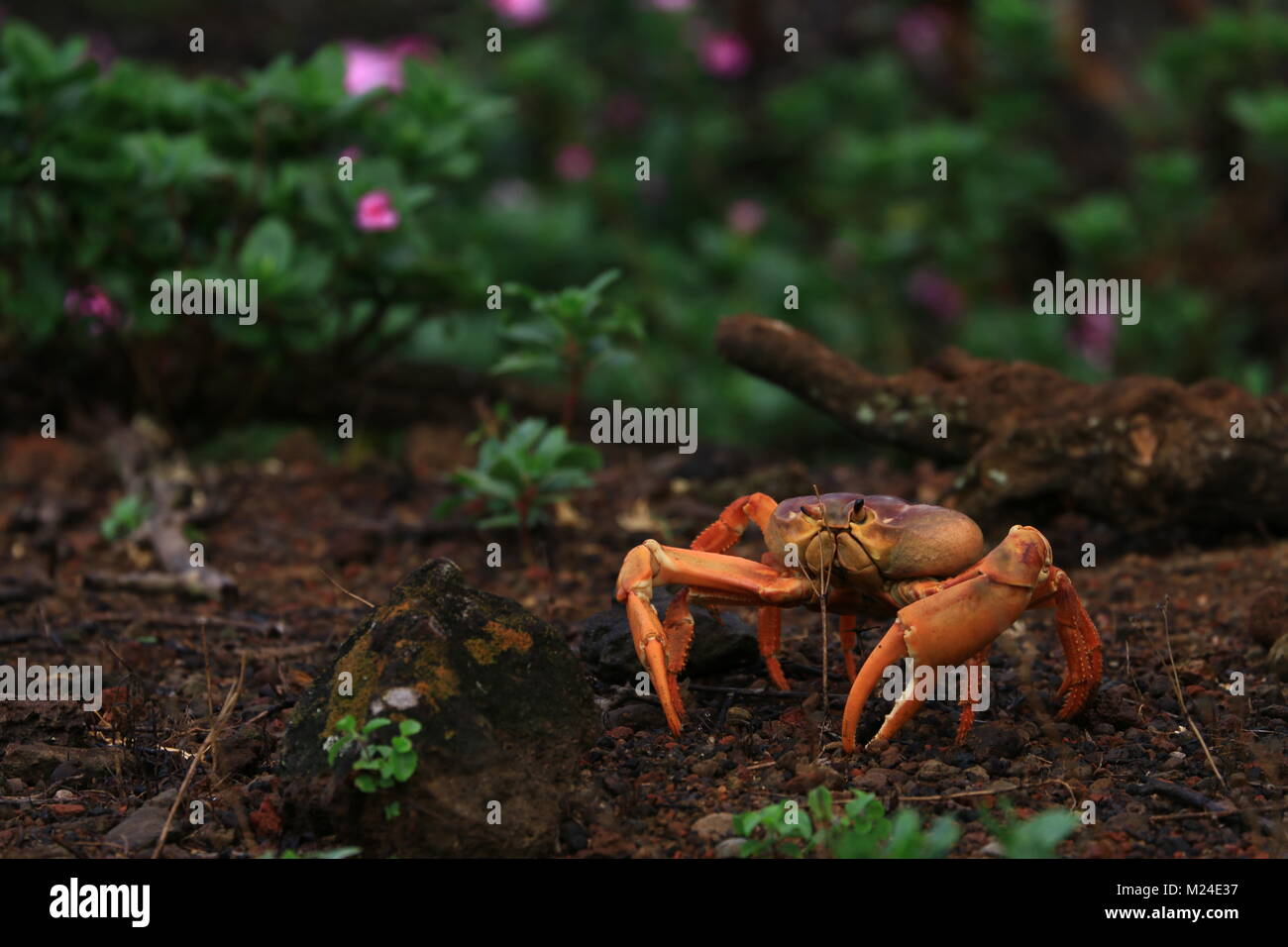 Land crabs hires stock photography and images Alamy