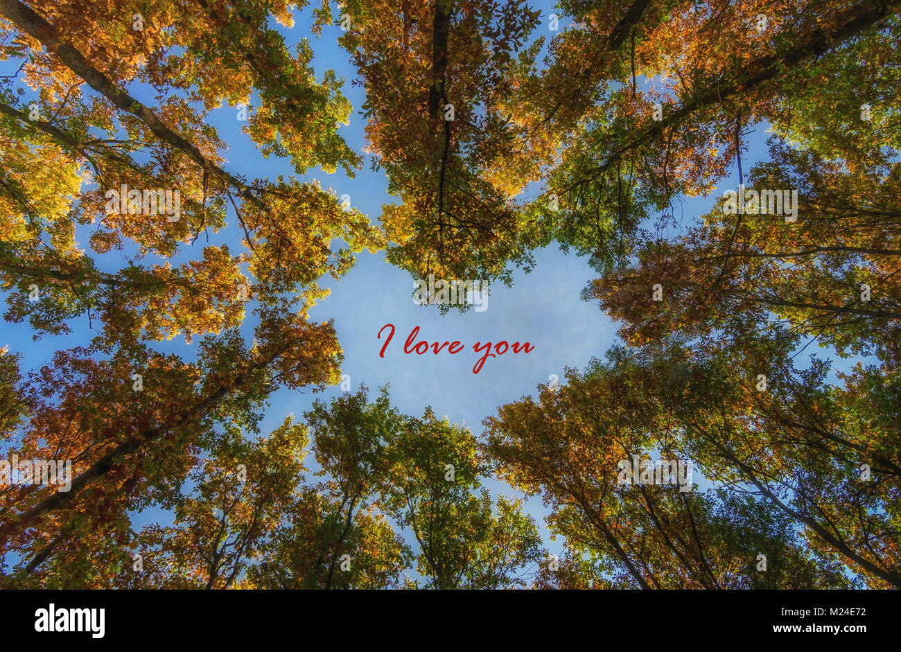 Heart shape crown trees for valentine's day, with text: I love you Stock Photo
