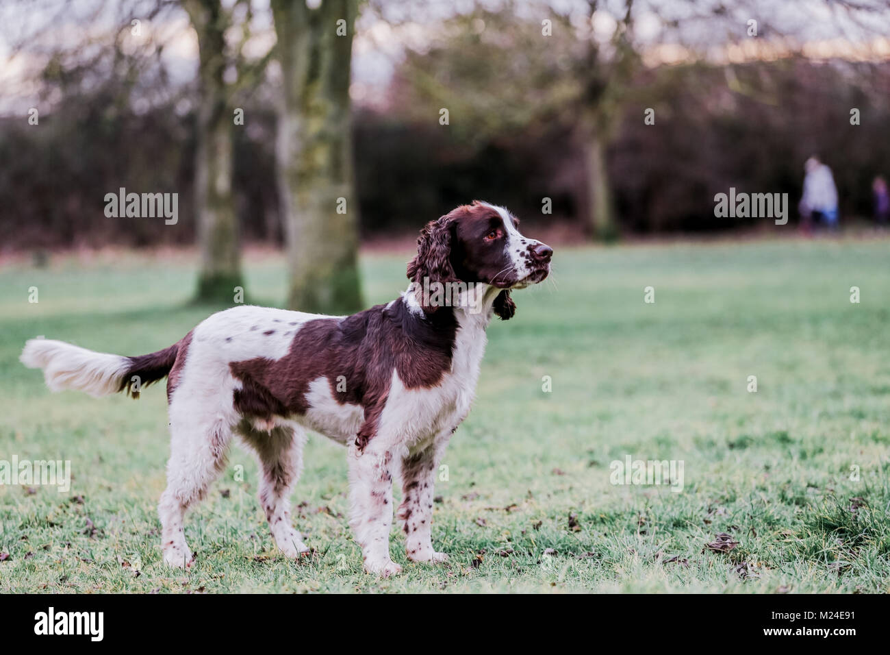 cufflinks Liver and White Springer Spaniel