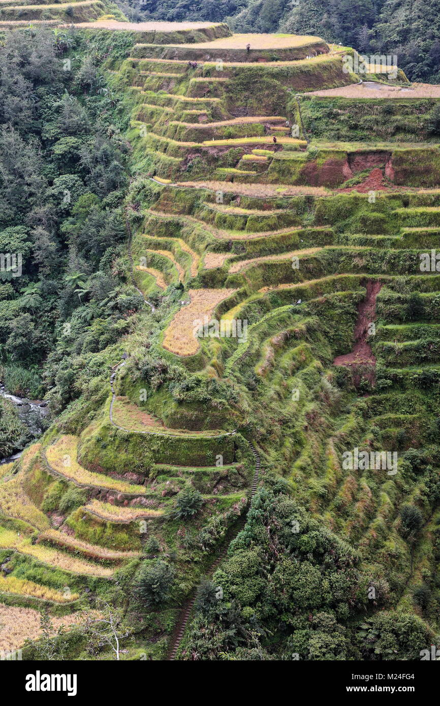 The Banaue village cluster-part of the Rice Terraces of the Philippine Cordilleras-masterpiece of the local Igorot people seen from the main viewpoint Stock Photo