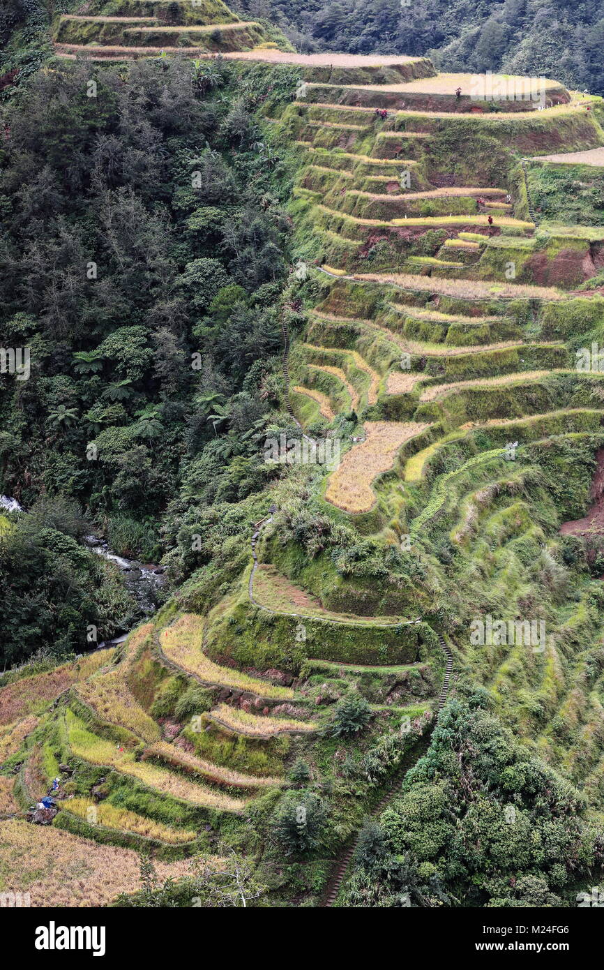 The Banaue village cluster-part of the Rice Terraces of the Philippine Cordilleras-masterpiece of the local Igorot people seen from the main viewpoint Stock Photo