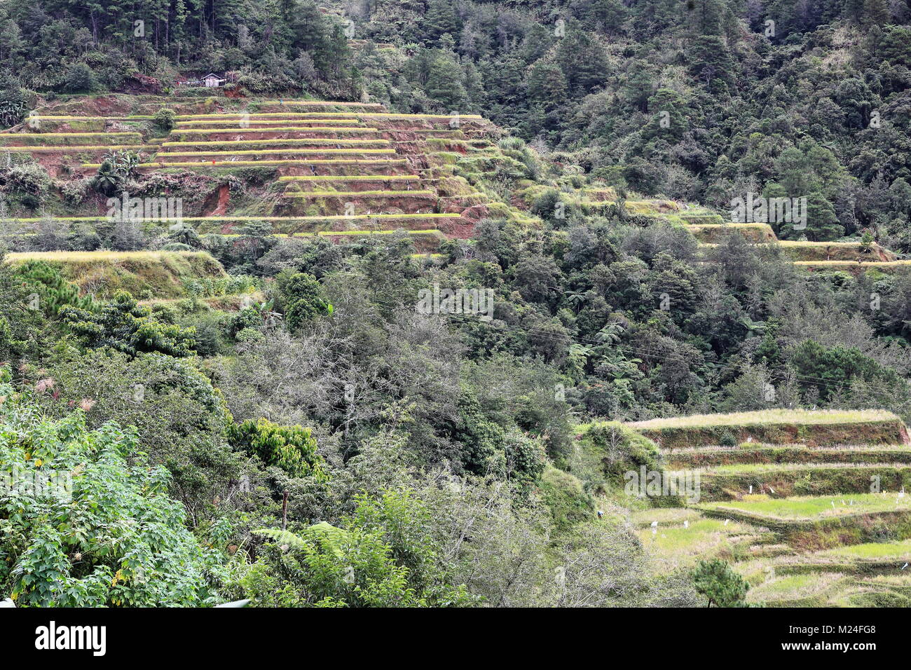 The Banaue village cluster-part of the Rice Terraces of the Philippine Cordilleras-masterpiece of the local Igorot people seen from the main viewpoint Stock Photo