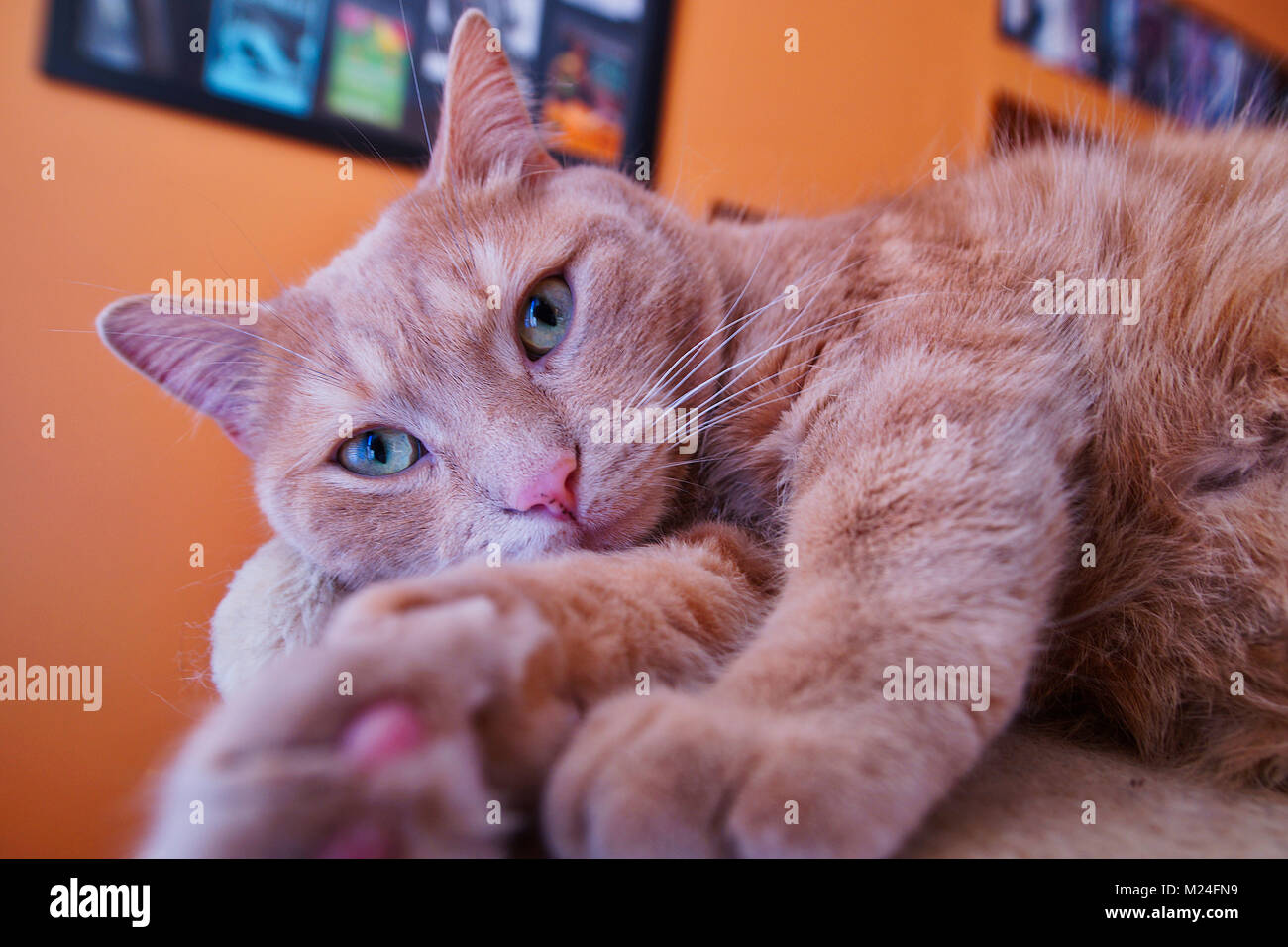 Montreal, Canada, Febuary 04,2018.Close-up of a tabby cat on perch.Credit:Mario Beauregard/Alamy Live News Stock Photo