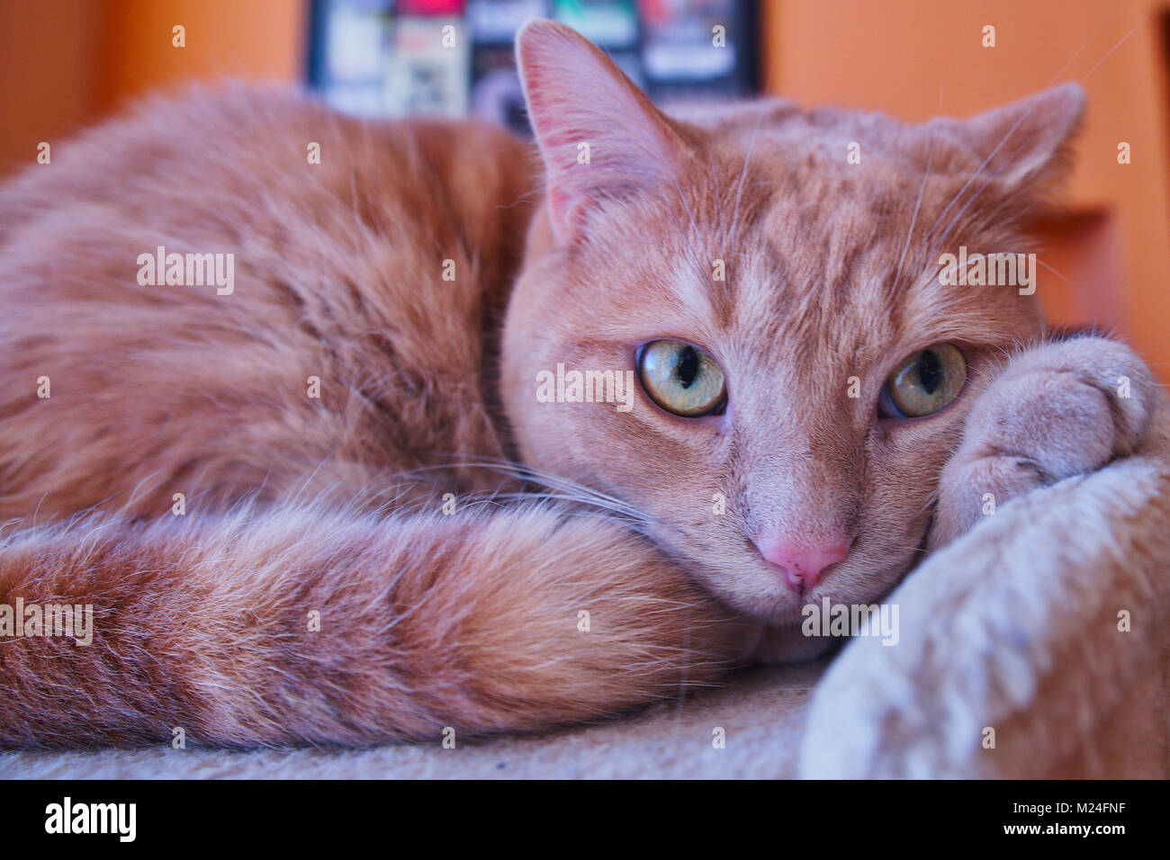 Montreal, Canada, Febuary 04,2018.Close-up of a tabby cat on perch.Credit:Mario Beauregard/Alamy Live News Stock Photo