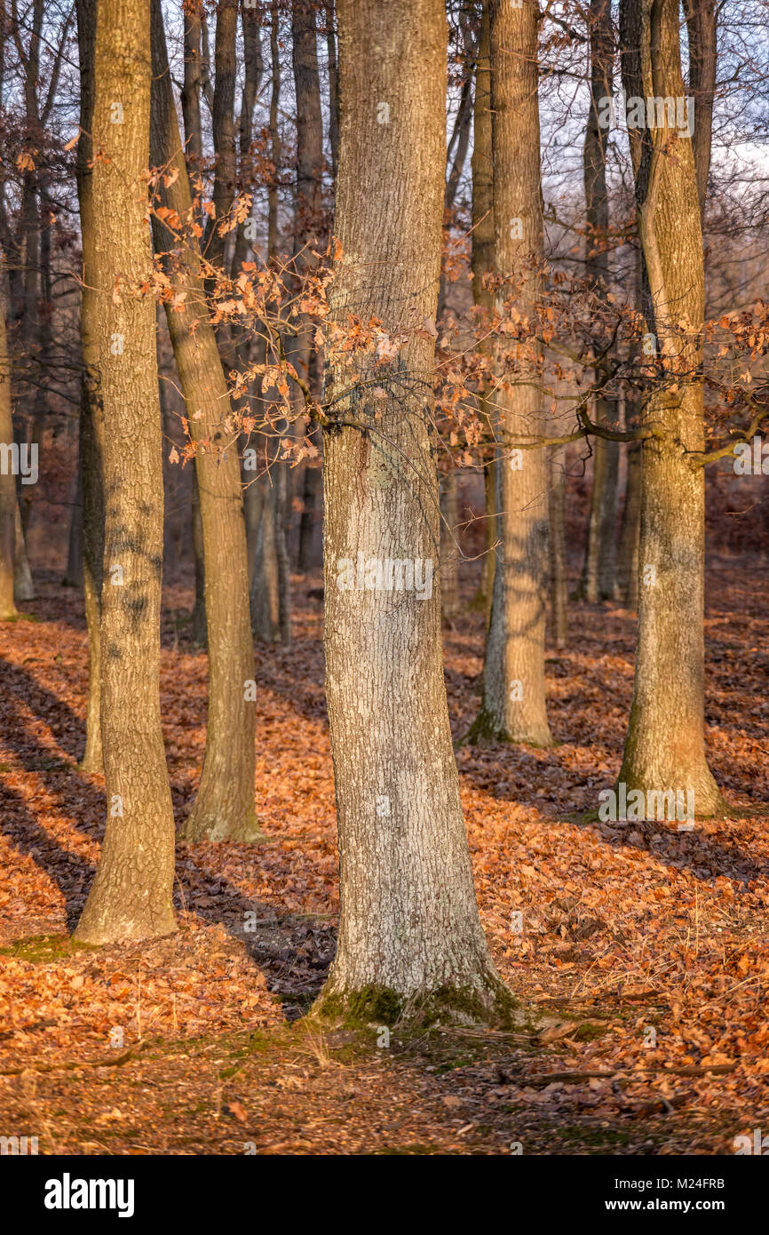 Nice sunny autumn forest in sunset light Stock Photo - Alamy