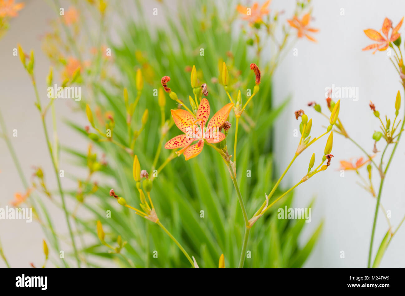 little flower of leopard lily with in a green background and beautiful orange colors Stock Photo