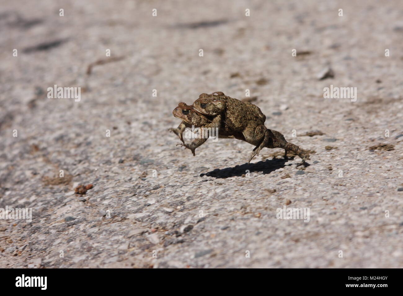 Frog jumping with baby frog on the back Stock Photo