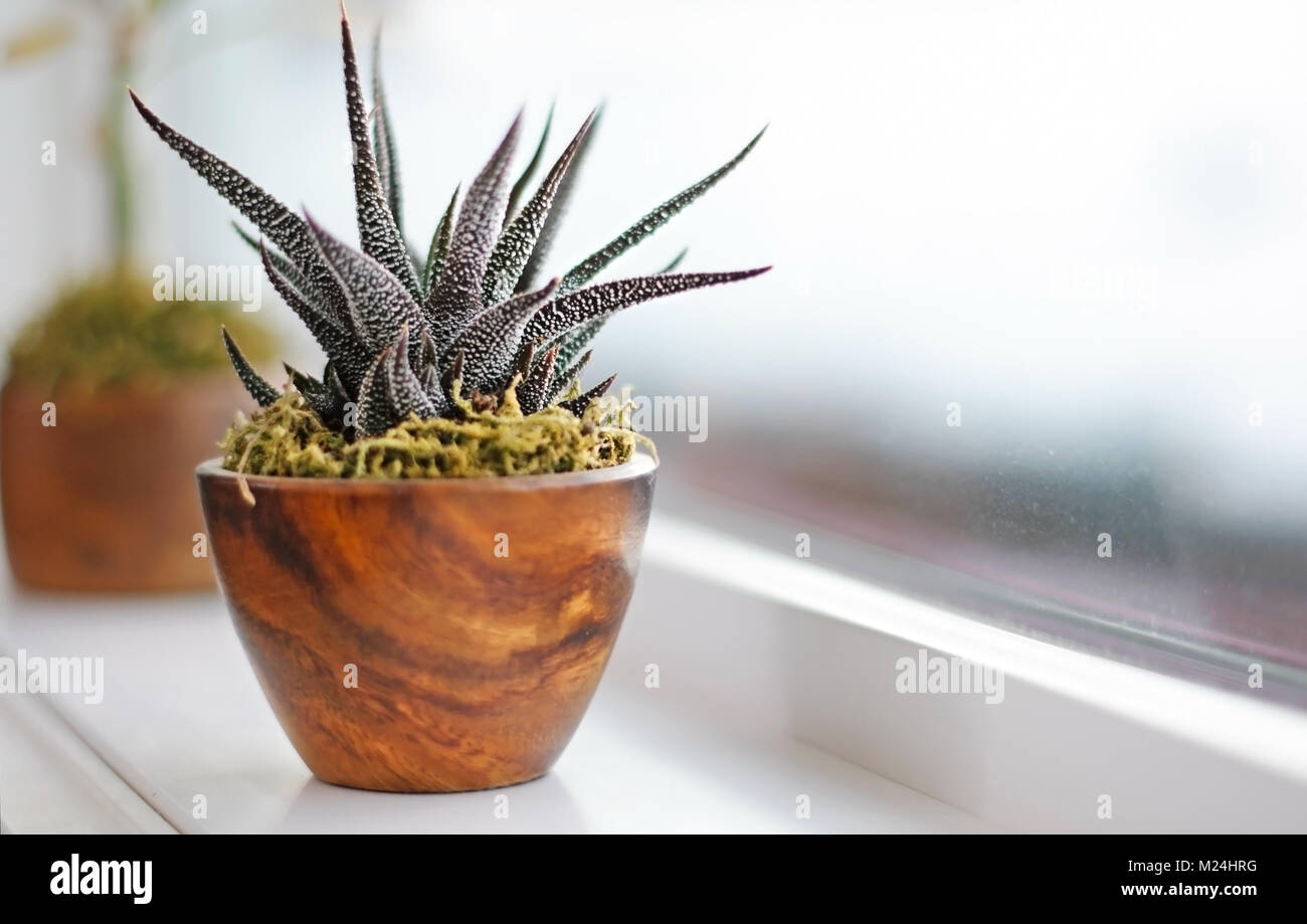 Pot Plants Bathroom Stock Photos Pot Plants Bathroom Stock