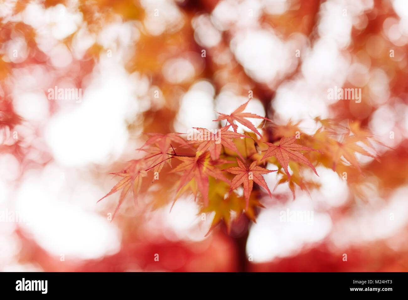 Beautiful artistic closeup of Japanese maple tree, Acer palmatum, red leaves glowing in autumn mist, abstract background, Kyoto, Japan Stock Photo