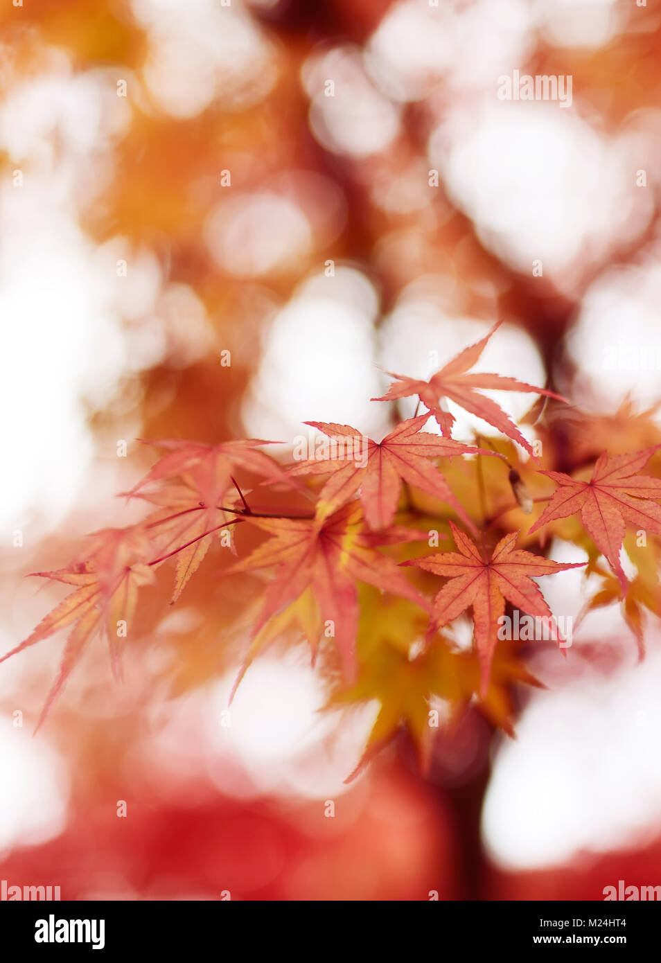 Beautiful artistic closeup of Japanese maple, Acer palmatum, red leaves glowing in autumn misty sunlight, abstract background, Kyoto, Japan Stock Photo