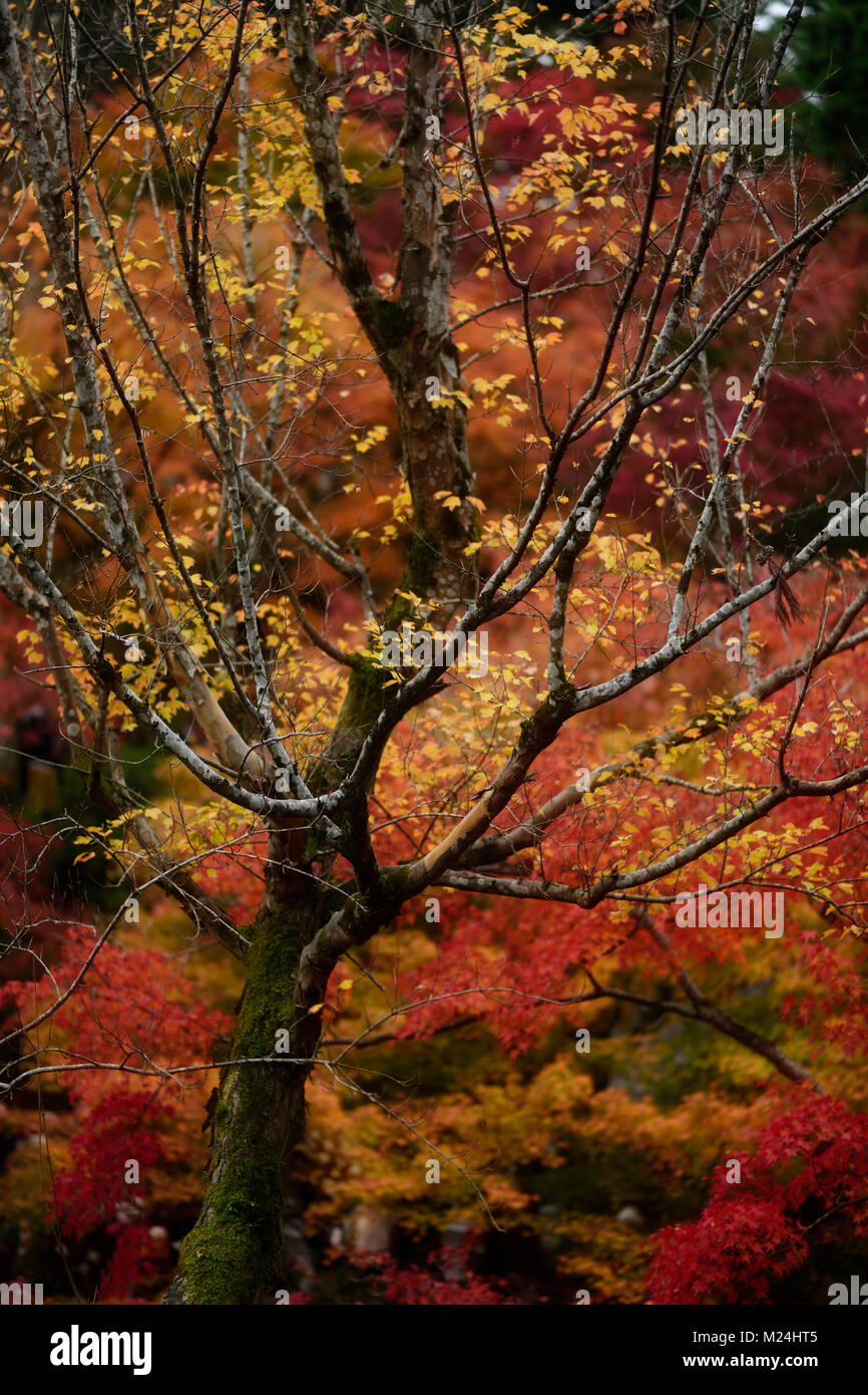 Colorful red and yellow autumn trees in a Japanese garden at Tofuku-ji, Kyoto, Japan Stock Photo